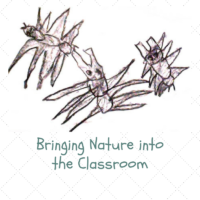 Bringing nature into the classroom