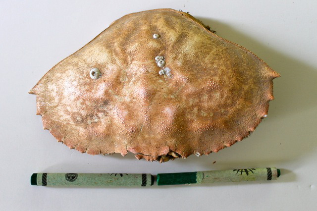 teaching measurement