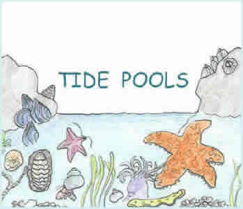 TIDE POOLS