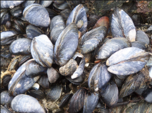 Tidepool mussels