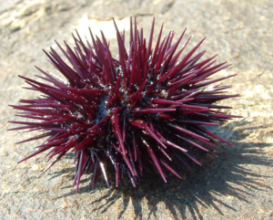 Tidepool sea urchin